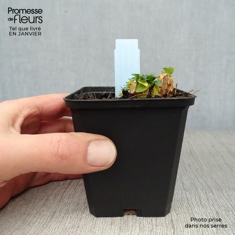 Gentiana septemfida var. lagodechiana 8/9 cm pot sample as delivered in winter