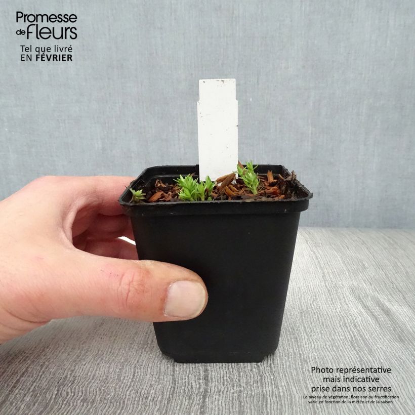 Gentiana sino-ornata 8/9 cm pot sample as delivered in winter