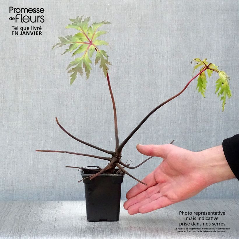 Geranium maderense 7/8 cm pot sample as delivered in winter