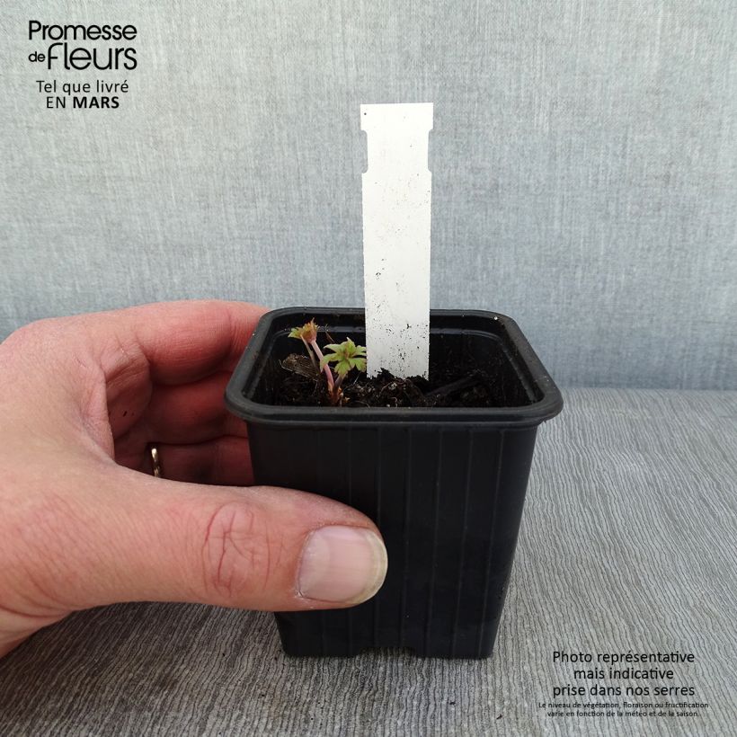 Geranium pratense Else Lacey 8/9 cm pot sample as delivered in winter