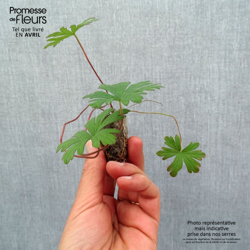 Geranium pratense Else Lacey Plug plant 1.5/2.5 cm sample as delivered in spring