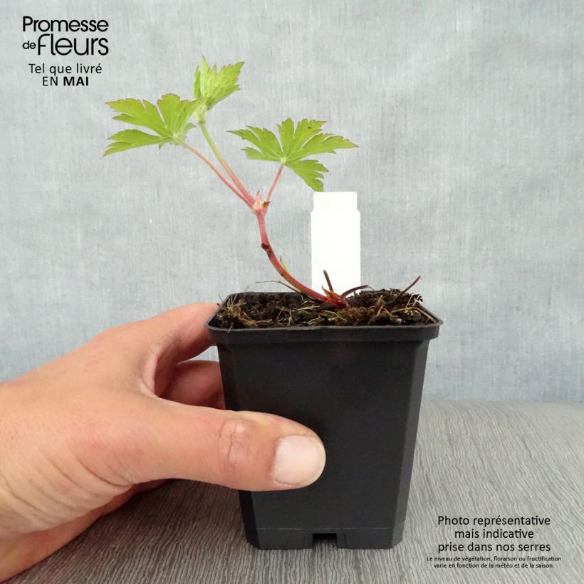 Geranium Ann Folkard 8/9 cm pot sample as delivered in spring