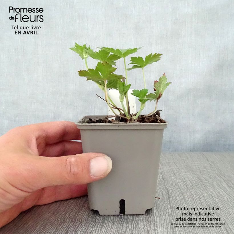 Geranium Anne Thomson 8/9 cm pot sample as delivered in spring