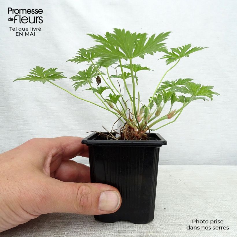 Geranium Blue Cloud 8/9 cm pot sample as delivered in spring