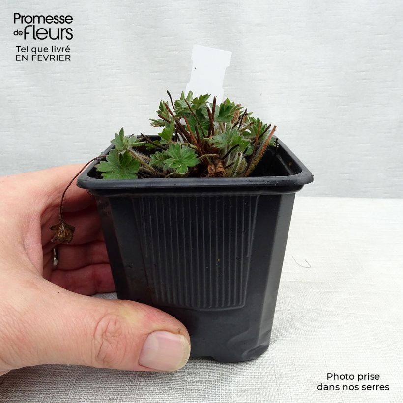 Geranium sanguineum Blushing Turtle 8/9 cm pot sample as delivered in winter