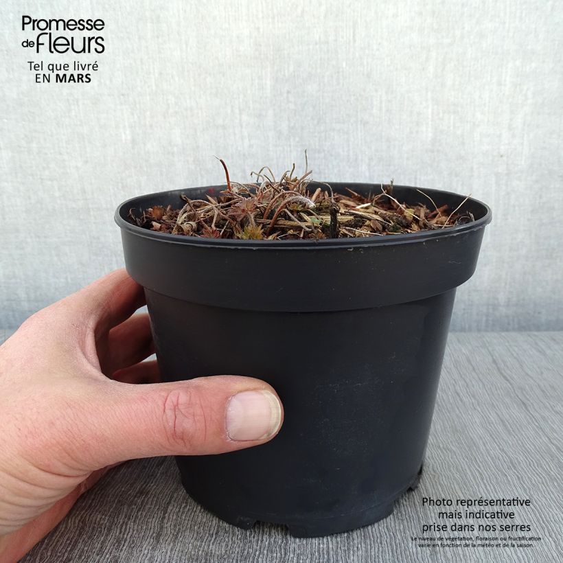 Geranium sanguineum Blushing Turtle 2L/3L pot sample as delivered in winter