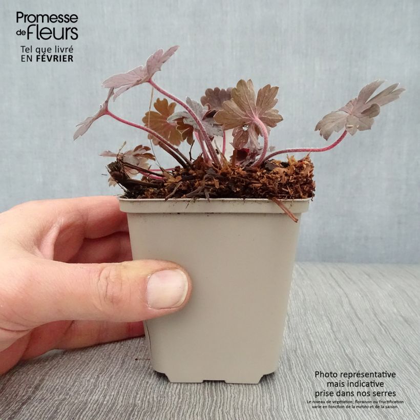 Geranium sessiliflorum Bobs Blunder 8/9 cm pot sample as delivered in winter