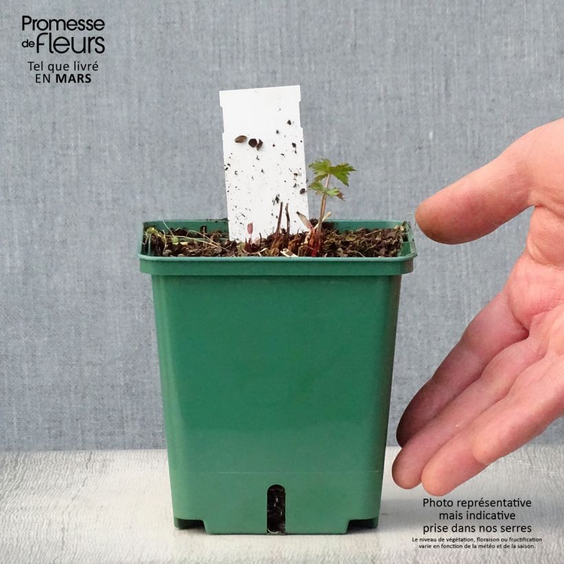 Geranium Brookside 1L/1.5L pot sample as delivered in spring