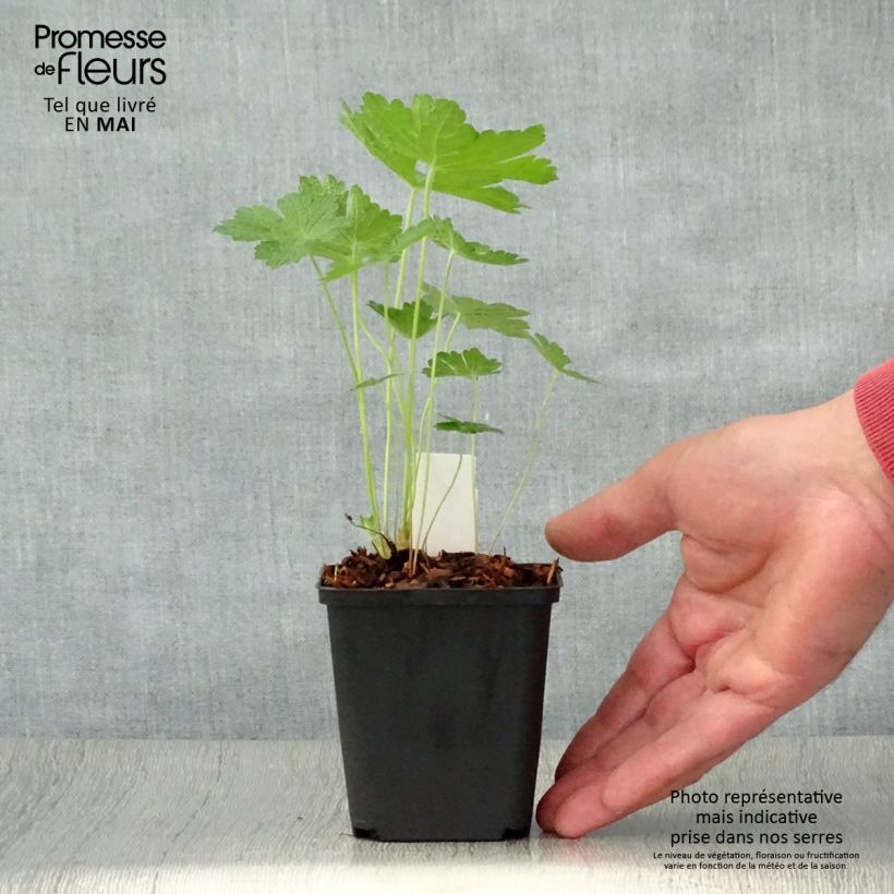 Geranium Chantilly 8/9 cm pot sample as delivered in spring