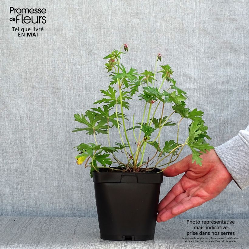 Geranium Johnsons blue 2L/3L pot sample as delivered in spring