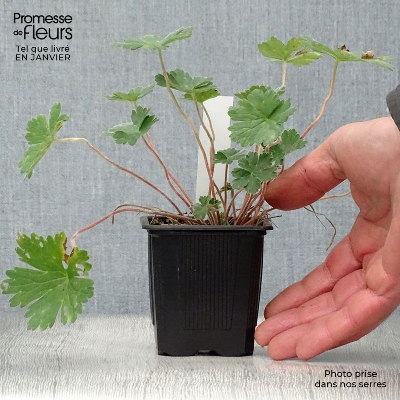 Geranium Joy 8/9 cm pot sample as delivered in winter