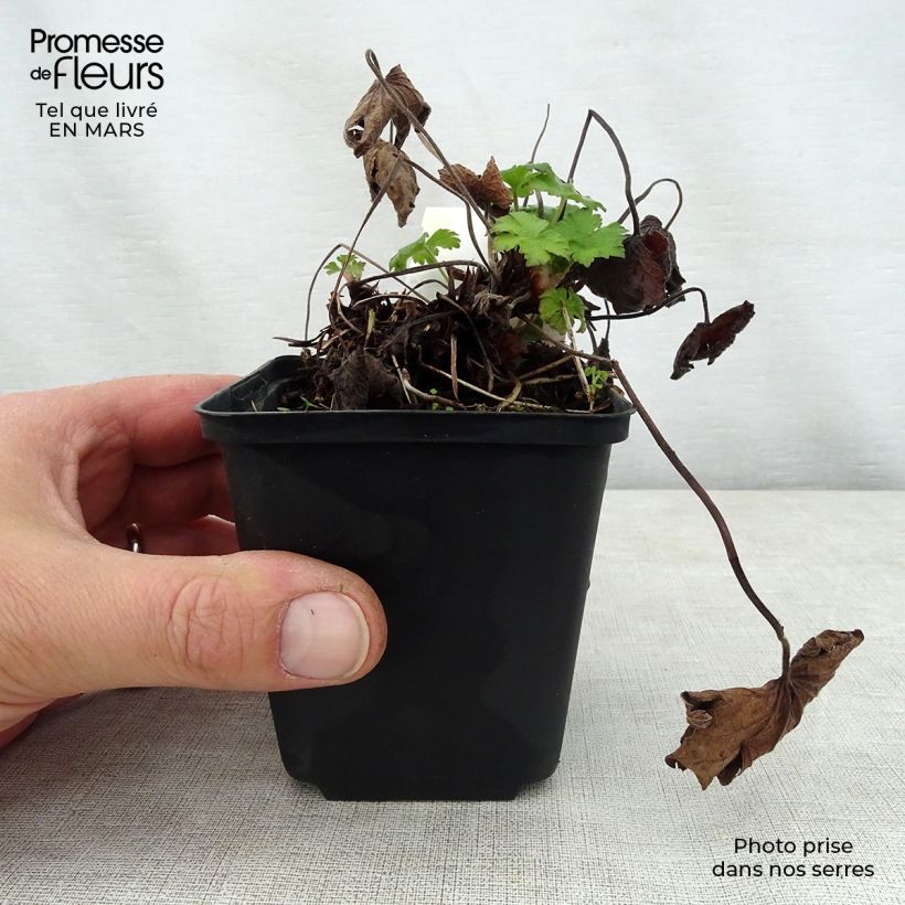 Geranium Karen Wouters 8/9 cm pot sample as delivered in spring