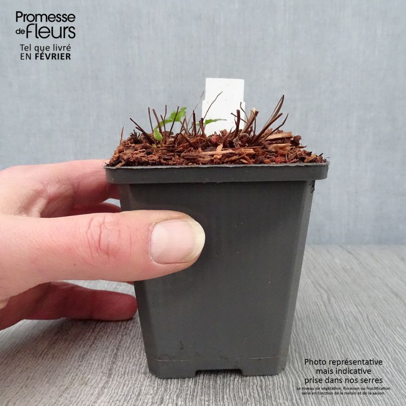 Geranium Karen Wouters 8/9 cm pot sample as delivered in winter