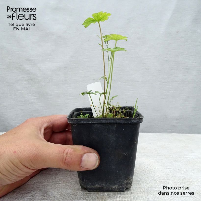 Geranium Lea 8/9 cm pot sample as delivered in spring