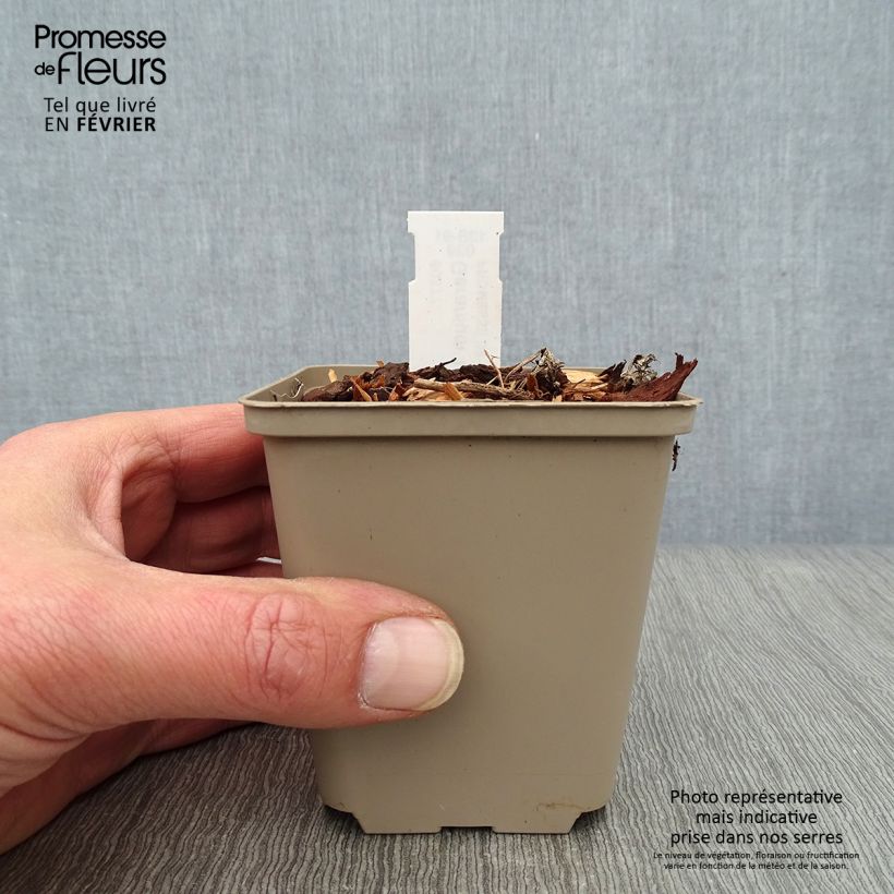 Geranium wallichianum Lilac Ice 8/9 cm pot sample as delivered in winter