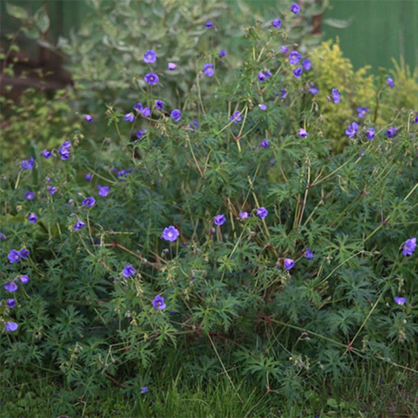 Geranium Nimbus (Flowering)