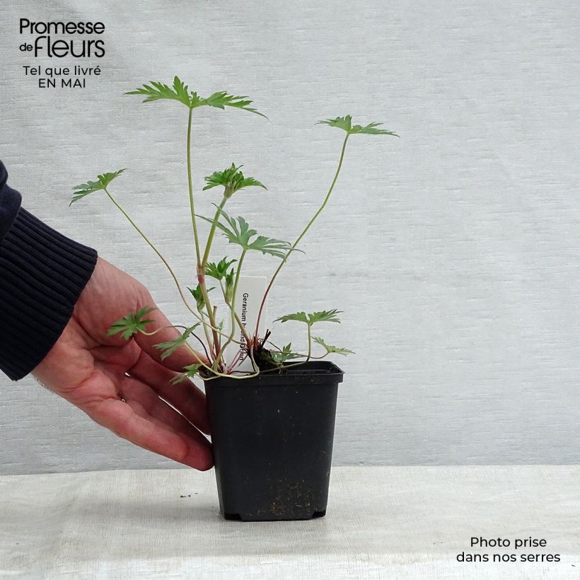 Geranium Orion 8/9 cm pot sample as delivered in spring