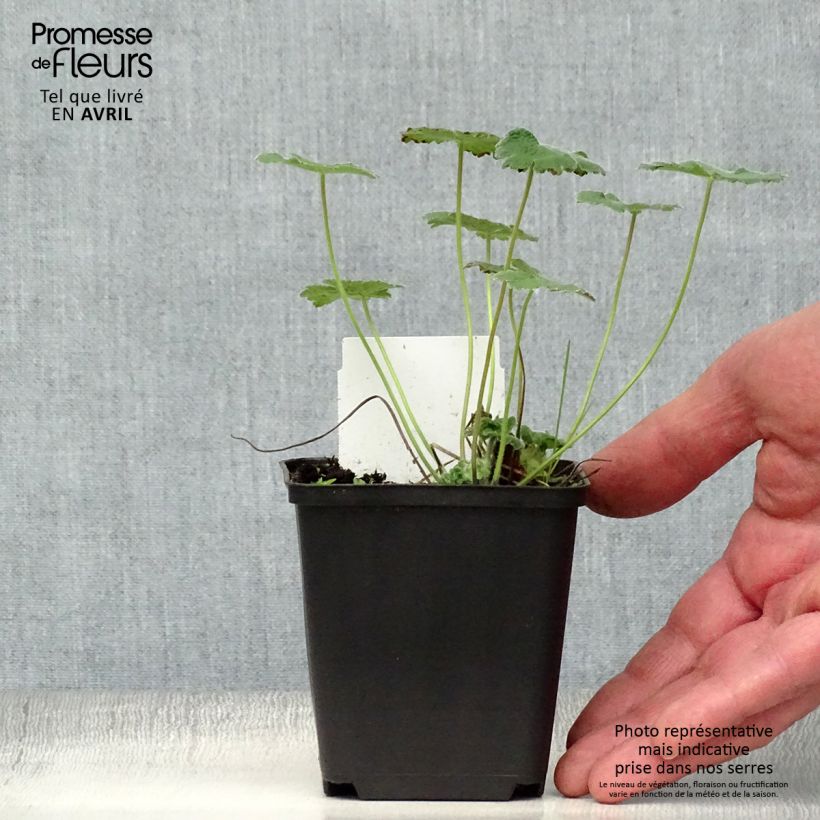 Geranium renardii Philippe Vapelle 8/9 cm pot sample as delivered in spring