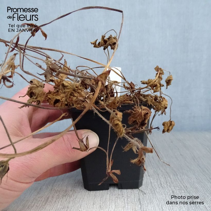 Geranium Pink Penny 8/9 cm pot sample as delivered in winter