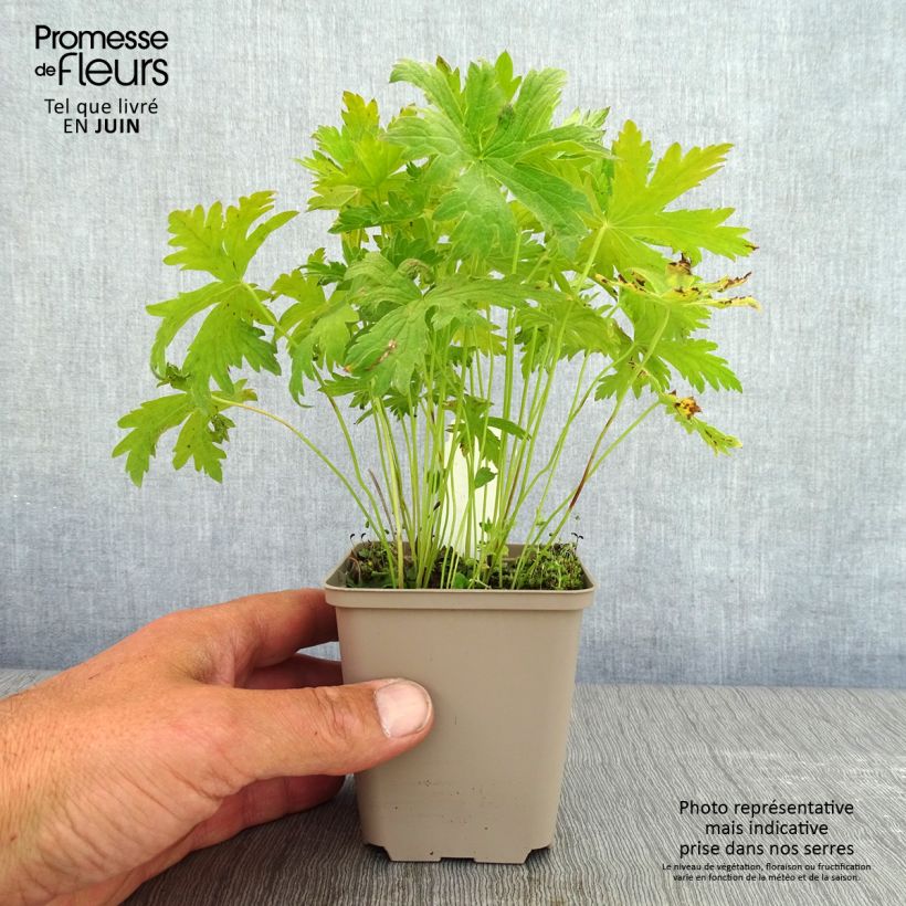 Geranium sylvaticum Prelude 8/9 cm pot sample as delivered in spring