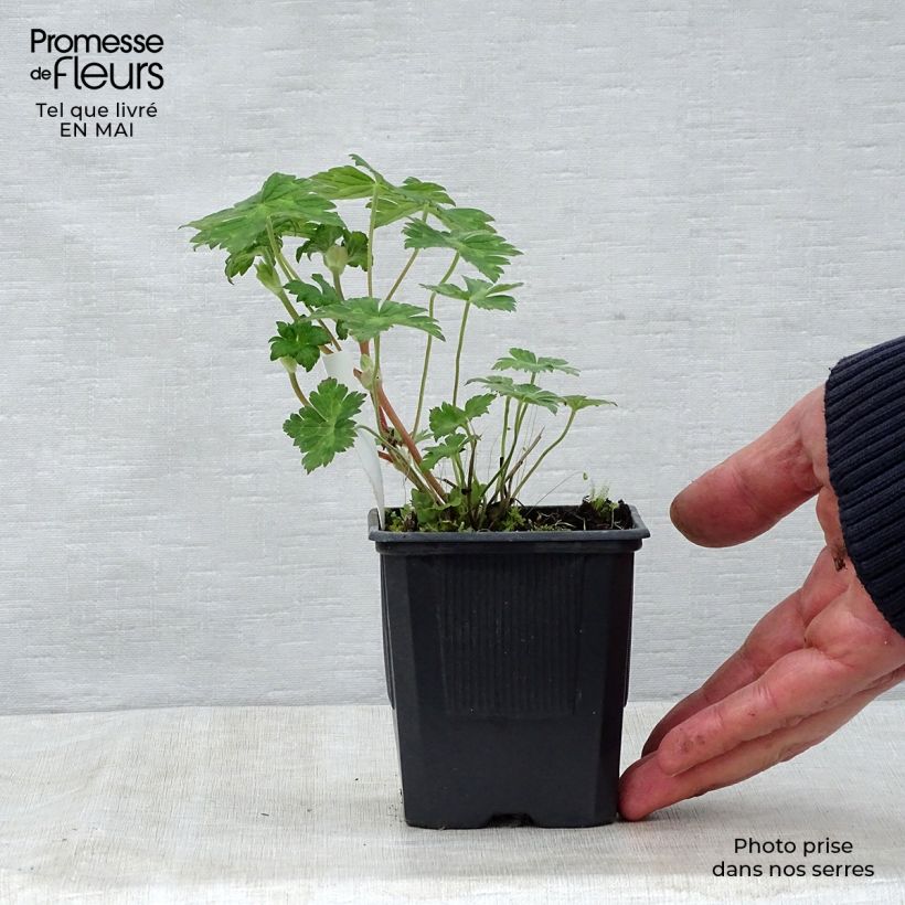 Geranium wallichianum Rise and Shine 8/9 cm pot sample as delivered in spring