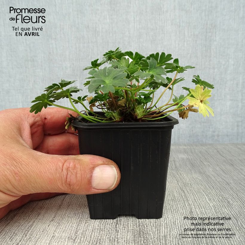 Geranium cinereum Rothbury Gem 8/9 cm pot sample as delivered in spring