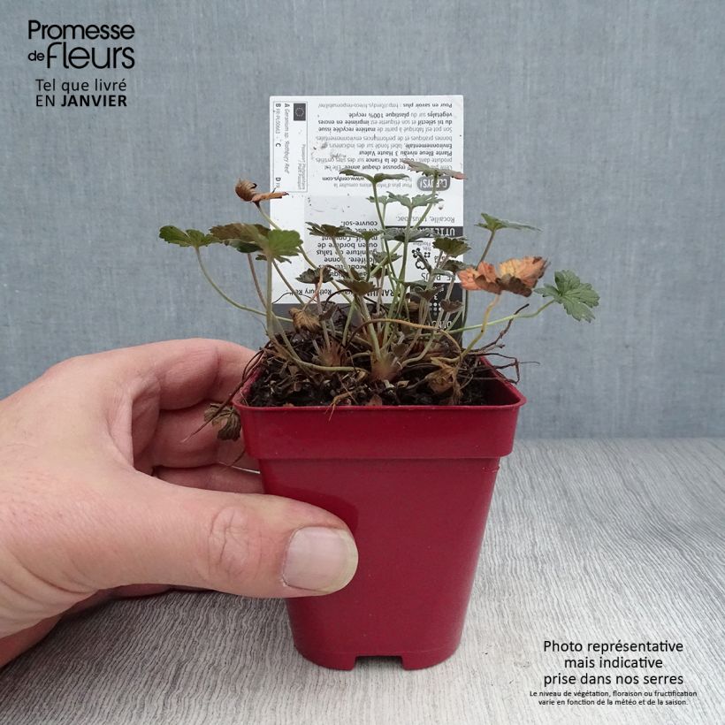 Geranium Rothbury Red 8/9 cm pot sample as delivered in winter