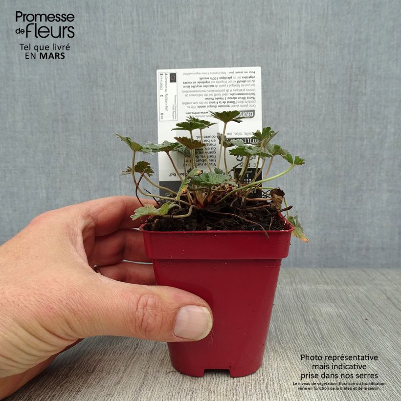 Geranium Rothbury Red 8/9 cm pot sample as delivered in spring