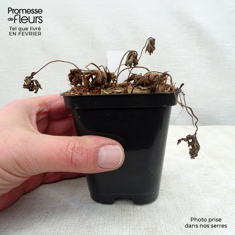 Geranium Rozanne 8/9 cm pot sample as delivered in winter