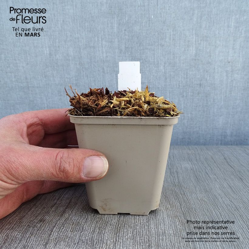 Geranium Sabani Blue 8/9 cm pot sample as delivered in winter