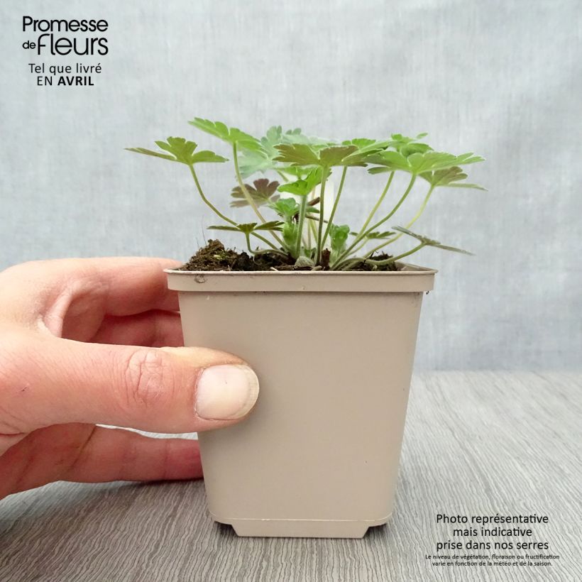 Geranium lambertii  procurrens Salomé 8/9 cm pot sample as delivered in spring