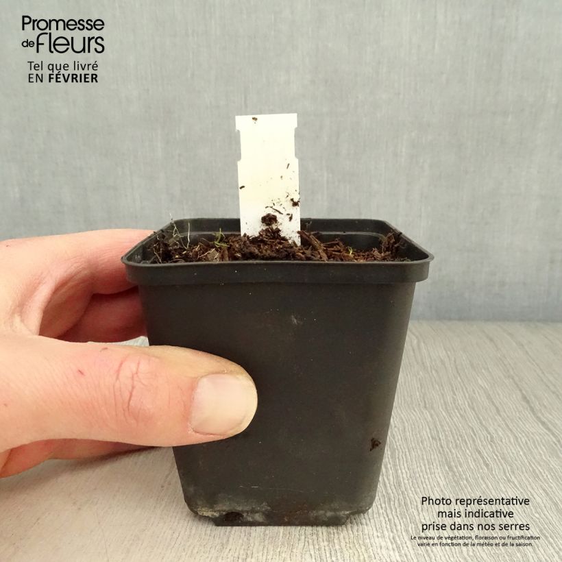 Geranium Silvias Surprise 8/9 cm pot sample as delivered in winter