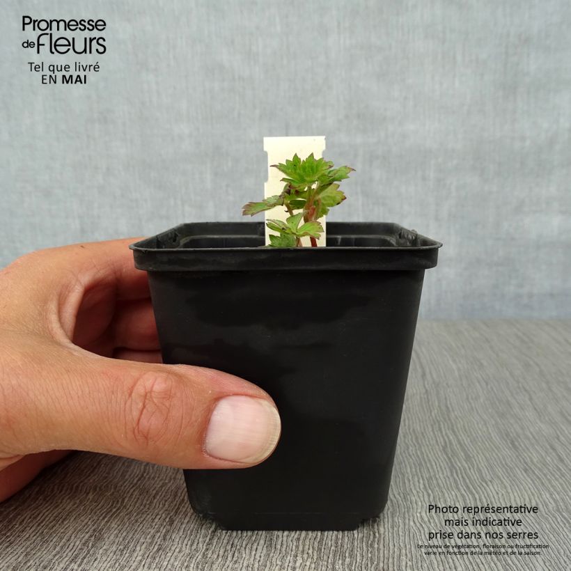 Geranium Silvias Surprise 8/9 cm pot sample as delivered in spring