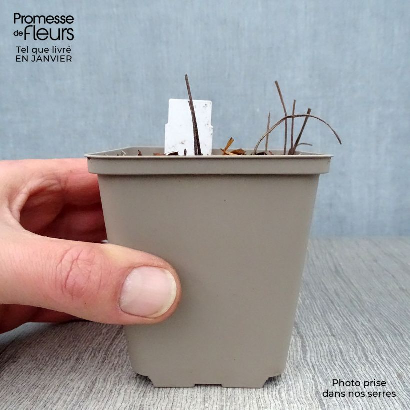 Geranium Sirak 8/9 cm pot sample as delivered in winter