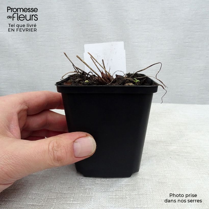 Geranium pratense Spinners 8/9 cm pot sample as delivered in winter