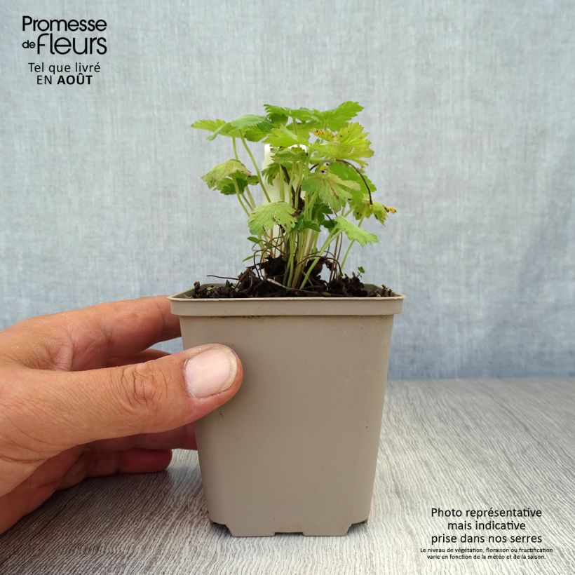 Geranium Sue Crûg 8/9 cm pot sample as delivered in summer