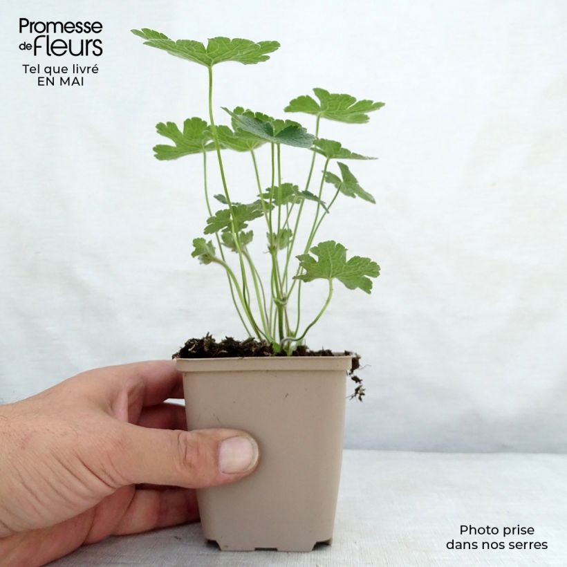 Geranium Terre Franche 8/9 cm pot sample as delivered in spring