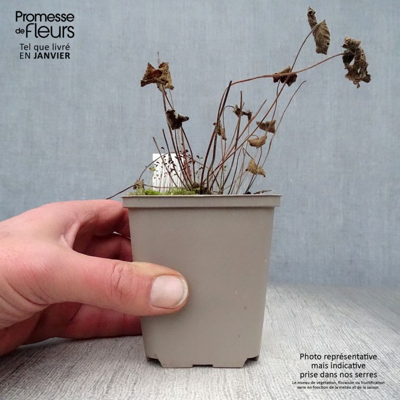 Geranium Terre Franche 8/9 cm pot sample as delivered in winter