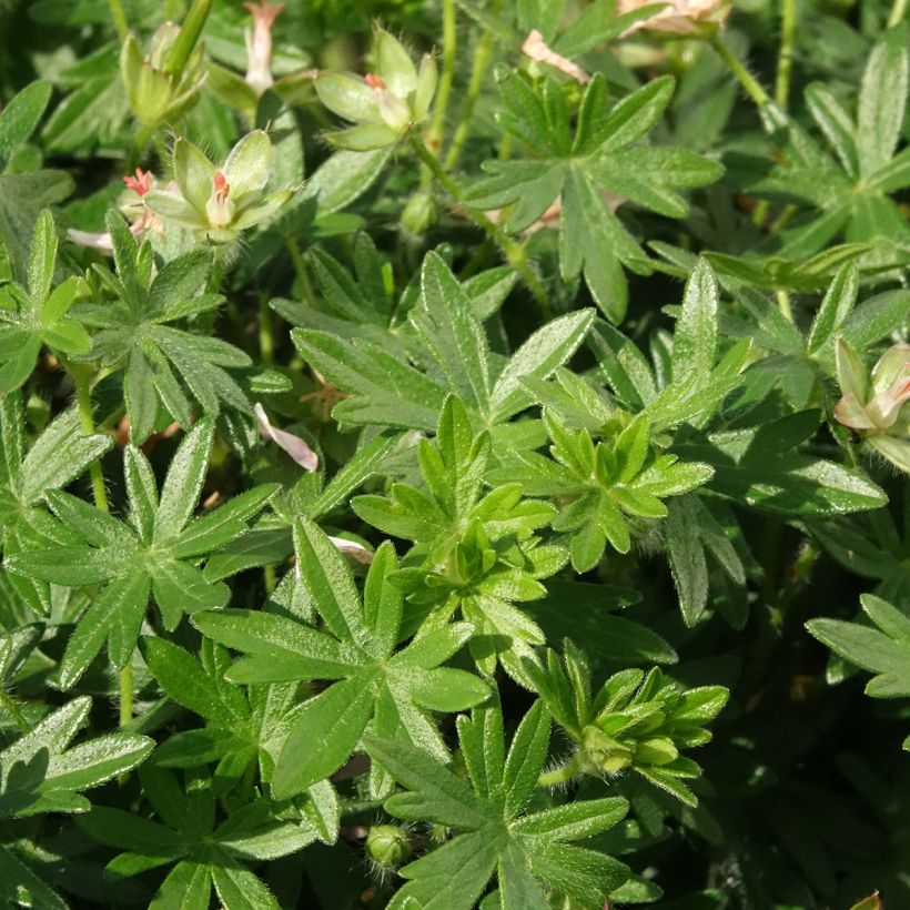 Geranium sanguineum Frivolius Pink - Bloody cranesbill (Foliage)