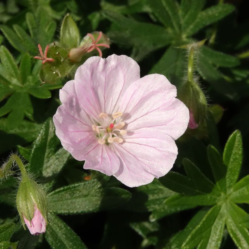 Geranium sanguineum Frivolius Pink - Bloody cranesbill (Flowering)