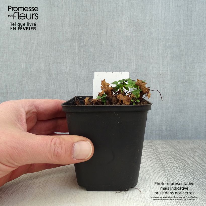 Geranium cantabrigiense Biokovo 8/9 cm pot sample as delivered in winter