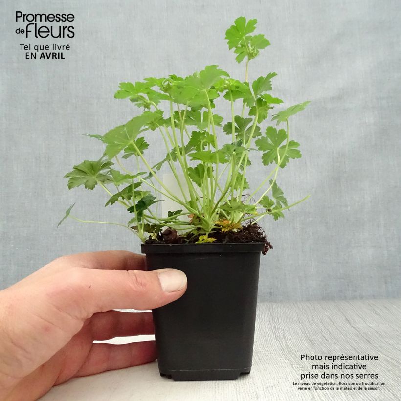 Geranium cantabrigiense Biokovo 8/9 cm pot sample as delivered in spring