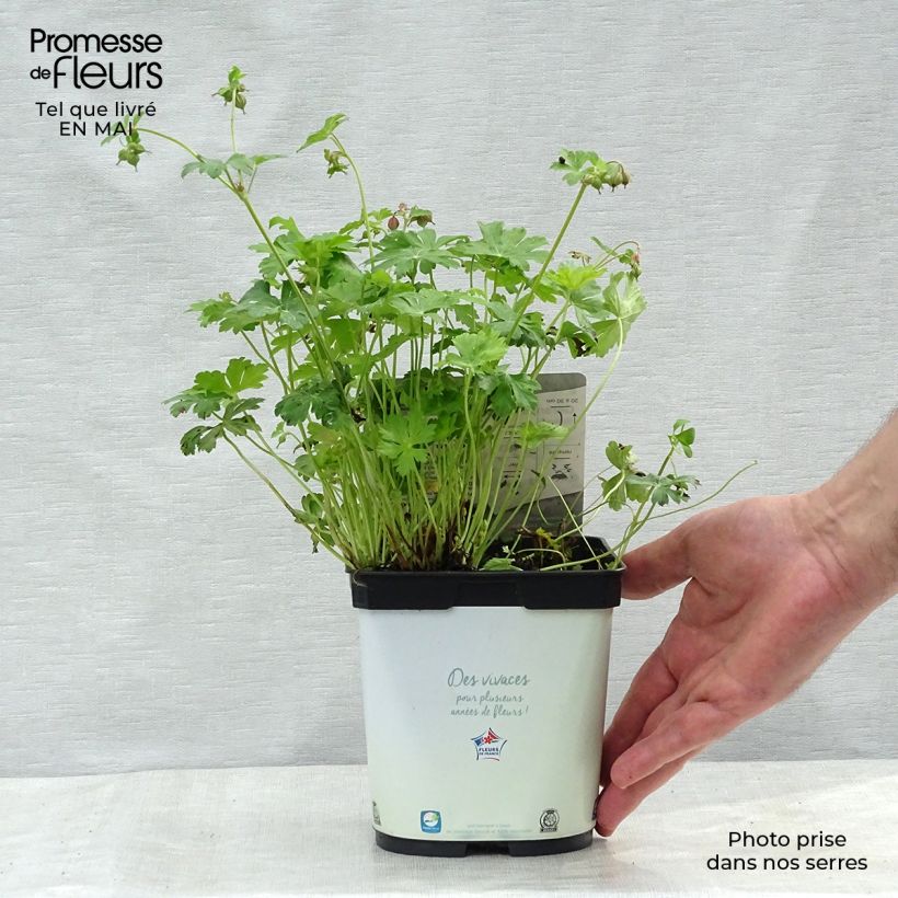 Geranium cantabrigiense Biokovo 2L/3L pot sample as delivered in spring