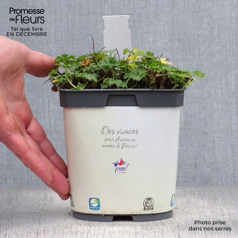 Geranium cantabrigiense Biokovo 2L/3L pot sample as delivered in winter