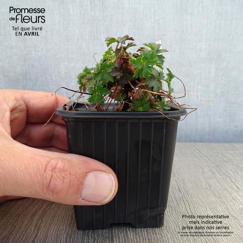 Geranium cantabrigiense Intense 8/9 cm pot sample as delivered in spring