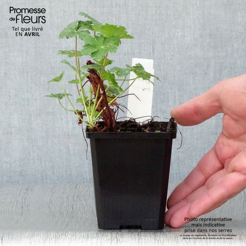 Geranium cantabrigiense Karmina 8/9 cm pot sample as delivered in spring