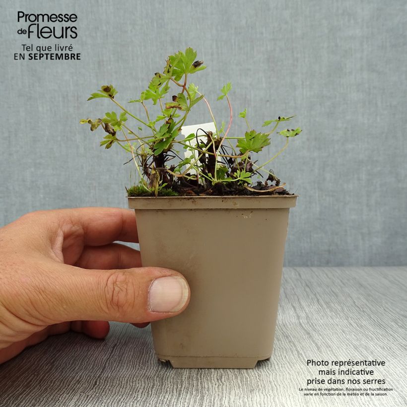 Geranium cantabrigiense Westray 8/9 cm pot sample as delivered in autumn