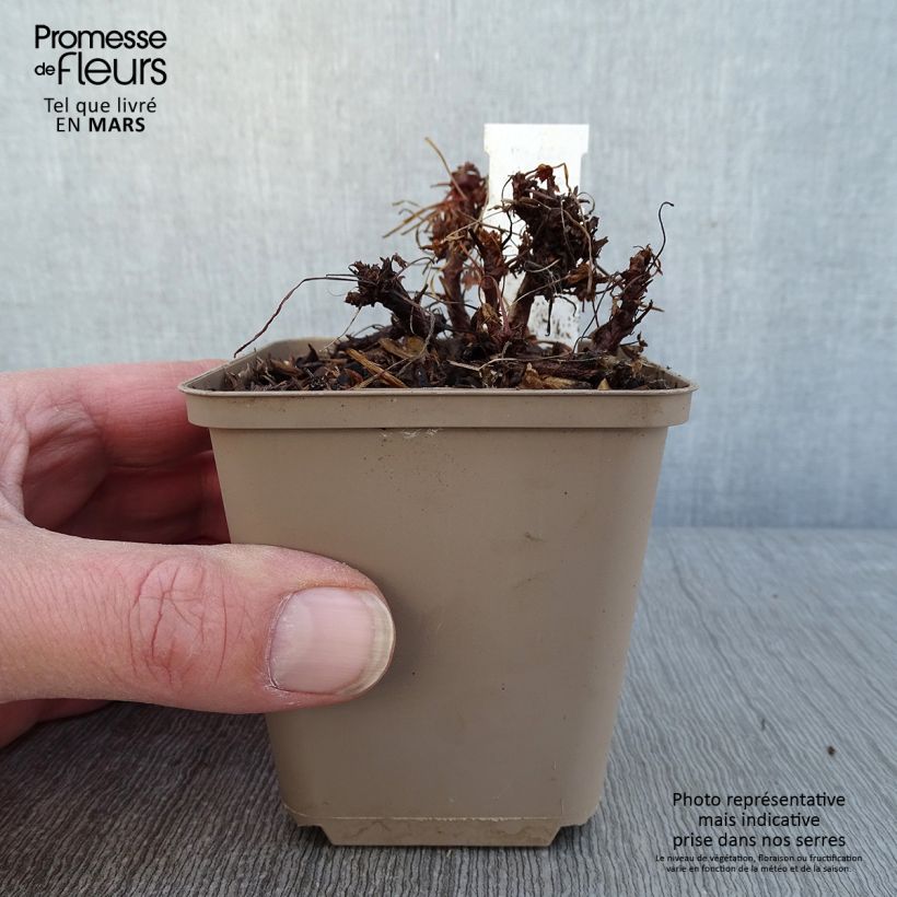 Geranium cantabrigiense Westray 8/9 cm pot sample as delivered in winter