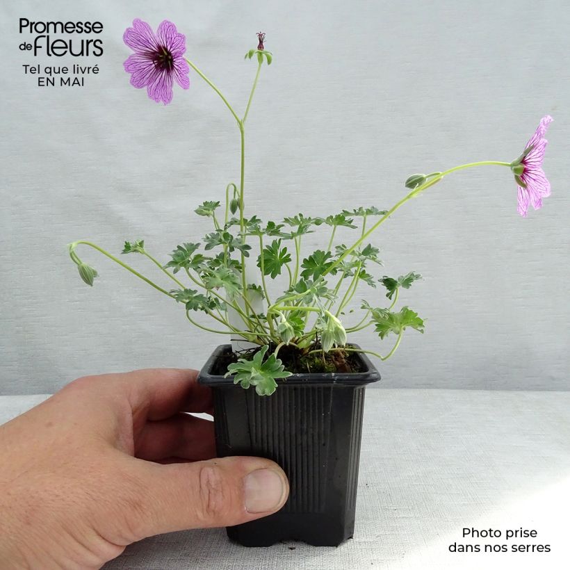 Geranium cinereum Ballerina 8/9 cm pot sample as delivered in spring