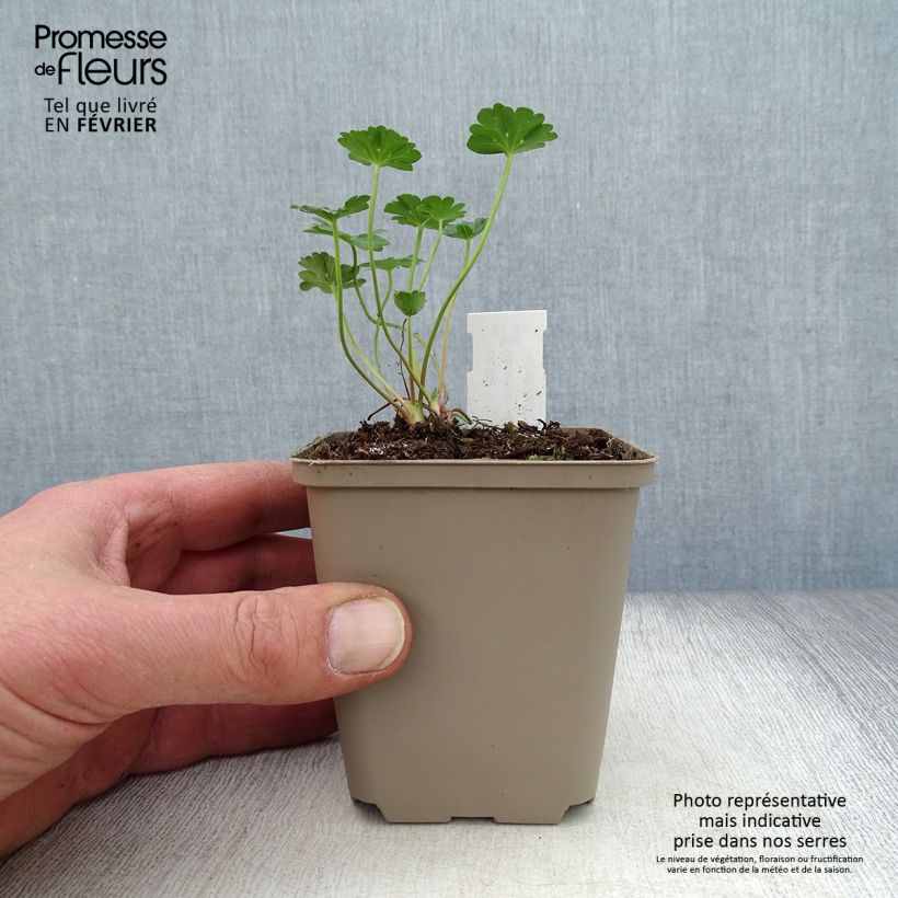 Geranium cinereum Jolly Jewel Red Improved 8/9 cm pot sample as delivered in winter